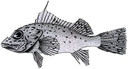 Pontinus kuhlii_claves.jpg